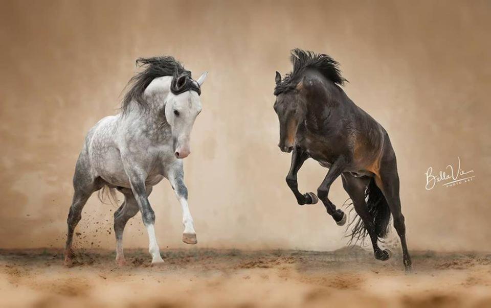 Horse Riding Country House Vila Franca de Xira Eksteriør billede
