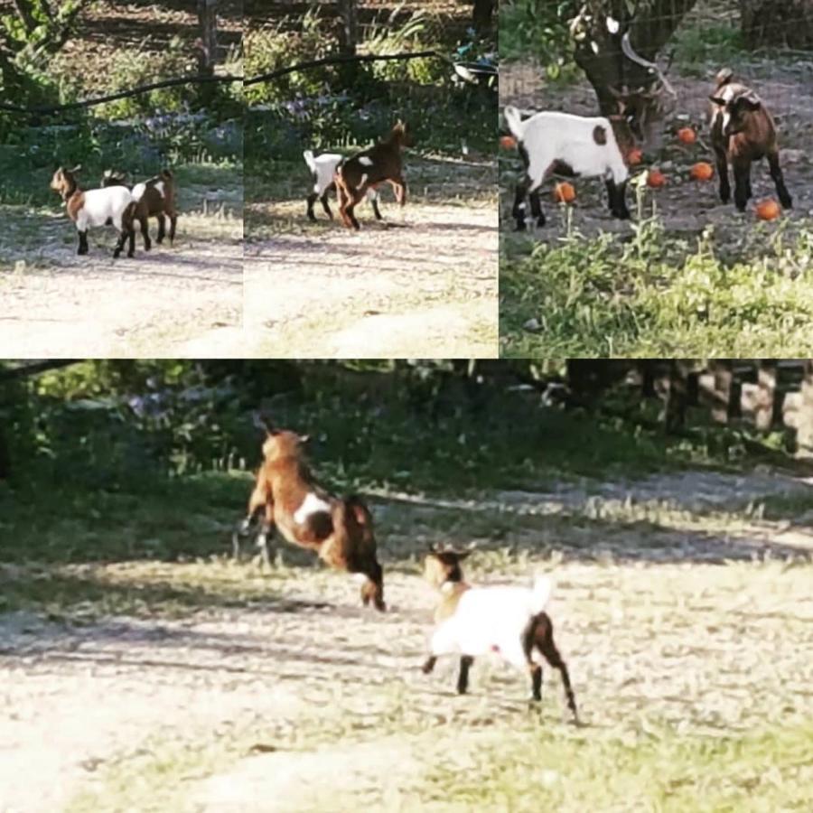 Horse Riding Country House Vila Franca de Xira Eksteriør billede